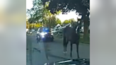 Inkster Police bust horse roaming through city
