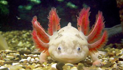 Where Do Axolotls Live and Why Do They Look So Strange?