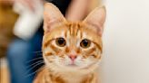 Orange Striped Cat Found By TSA Agents In Checked Bag At Airport