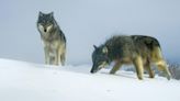 Wolf deaths have grown ‘alarming’ says Oregon Fish and Wildlife