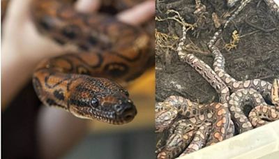 巨蛇「處男產子」生下14條小蛇 爬蟲專家驚呆：養蛇50年從沒看過