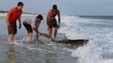 PHOTOS: Photographer captures shark encounter on Pensacola Beach