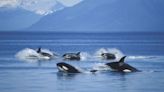Killer whales are ramming into boats along Spain and Portugal's coasts