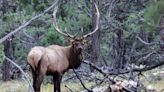 Elk Tramples and Kills Arizona Woman in Her Backyard