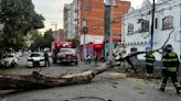 Cae árbol de 15 metros de altura en la colonia Obrera, CDMX