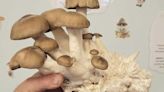 Old Forge Library to host program on growing mushrooms