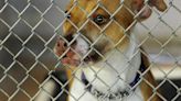 Miami County will call, visit those who don't renew dog licenses