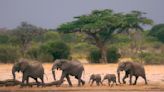 Desarrollo, clima amenazan la vida silvestre en África