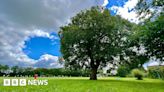 Essex: Felling 150-year-old tree 'hypocritical' says head