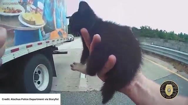 Florida officer rescues kitten from roadway