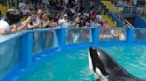 Kept in captive isolation for nearly 53 years, Lolita the orca dies amidst plans for release