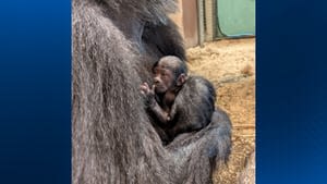 Ohio zoo celebrates birth of critically endangered gorilla