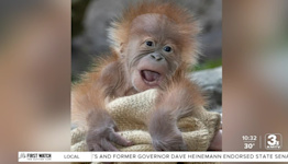 Take Time To Smile: Baby orangutan 'Kaja' born at San Diego Zoo