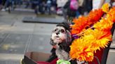 Something to Bark About: Tompkins Square Halloween Dog Parade Un-Canceled