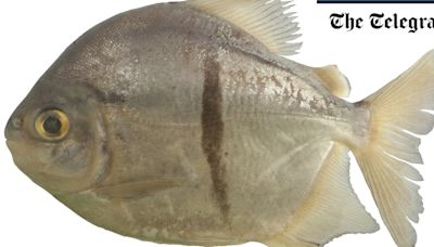 Vegetarian piranha discovered in the Amazon