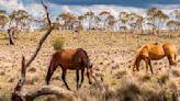 50,000 firmas exigen que los caballos salvajes no sean asesinados a tiros