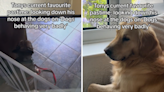 Golden retriever loves "looking down" at other dogs behaving badly on TV