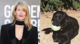 Laura Dern Mourns Death of Her 'Miracle Dog' Jamal in Sweet Tribute: 'With His Angels Now'