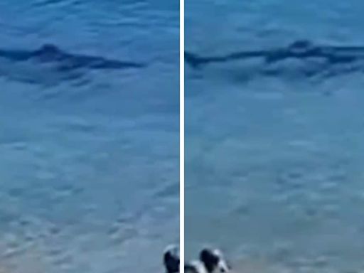 This Video Of A Giant Shark Swimming Close To Spanish Beach Will Send Chills Down Your Spine - News18