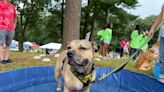Pet Rock Fest seeks new home for its event in September — suggestions welcome