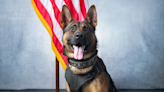 New Charleston Police K9 ‘Luther’ apprehends first suspect