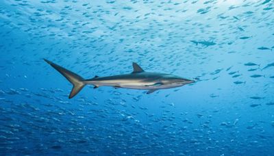 Registraron el viaje más largo de un tiburón sedoso: 27.500 kilómetros en 18 meses