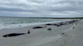 Remaining whales stranded in Orkney euthanised as council plans burial for 77 giant mammals