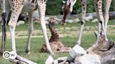 Germany: Rare Rothschild giraffe born at Berlin zoo – DW – 06/24/2024