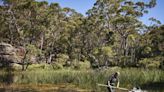 Watch ‘iconic’ animal return to Australian national park 50 years after disappearing