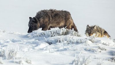 Yellowstone superintendent seeks hunting relief for wolves after another deadly winter