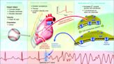 Commotio cordis is extremely rare; quick action essential: call 911, begin CPR and use AED