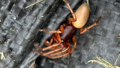 What is this creature I found under a greenhouse pot? Readers’ nature queries