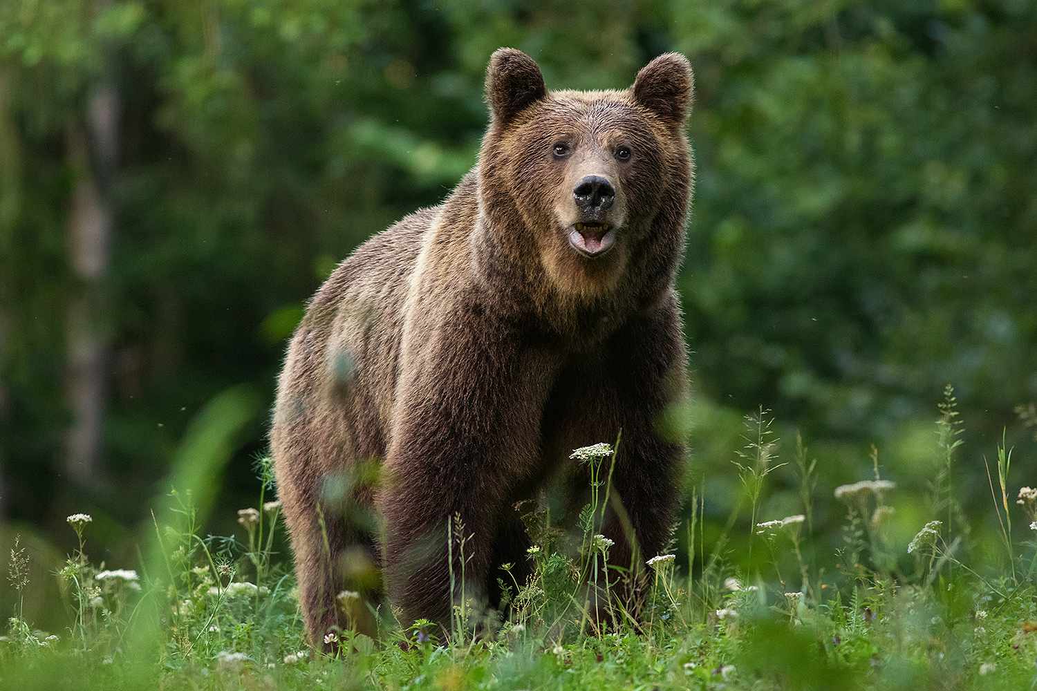 California Man Stunned After Bear Walks into Kitchen While He’s Doing Dishes: ‘Hello, Are You Nice?’