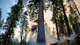 Yosemite fire grows as crews protect iconic sequoias