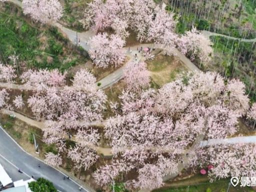 3000株花旗木花海開園了！5公頃粉紅大景免費拍花期接駁一次看