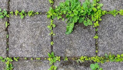 Gardeners share how to kill patio weeds 'straightaway' using free method