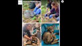 Coyote pup wandered for days with head stuck in container. Freeing it ‘took a village’