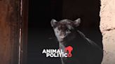 Muere cachorra de jaguar en el Zoológico de Morelia, tras supuesta descarga de aguas residuales