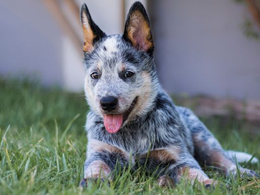 Husband Overcome with Emotion After Being Surprised with Blue Heeler Puppy