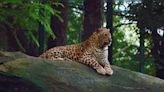 Bannerghatta Biological Park introduces leopard safari and afforestation efforts