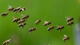 An Arizona mother was stung over 75 times by bees during a family photo shoot with her 2 kids, local officials say