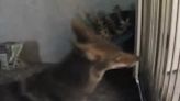Watch: Coyote rams into baby gate in attempt to snatch cat
