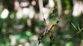 Giant banana spiders will soon return to SC yards. Here’s when and what to know before crossing one