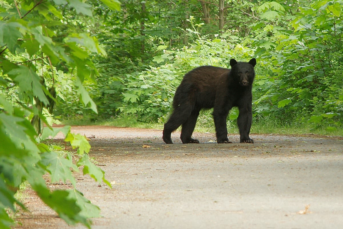 Bear put down after biting woman who was gardening in North Vancouver