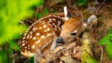 Don’t touch: Police remind public to leave fawns alone