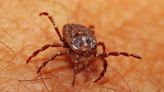 Meat Allergy Caused by Tick Bites Is Becoming More Common, Nearly 450,000 People Could Be Affected, Says CDC