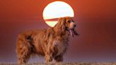 ¿El próximo eclipse solar afectará a tus mascotas? Te decimos todo lo que tienes que hacer