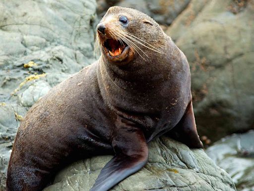 Cape Town Is Dealing with Rare Rabies Outbreak in Seal Population: 'We Think Quite a Few People Have Been Bitten'