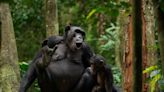 Grunt, hoo, pant, scream: Chimps use complex vocal communication