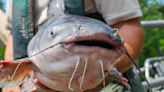 Chris Dollar: It’s a great time to be a blue catfish angler | OUTDOORS COMMENTARY